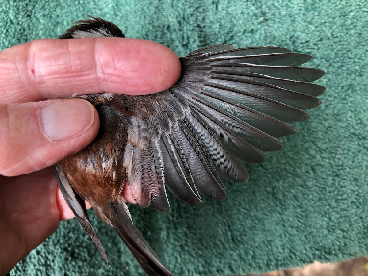 Chestnut-backed Chickadee - ML619993858