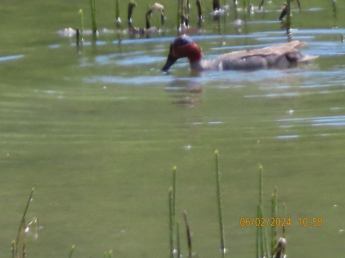 Green-winged Teal - ML619993862