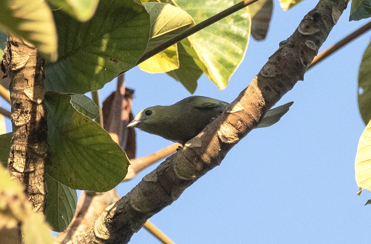 Palm Tanager - ML619993870