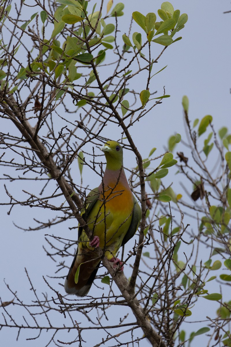 橙胸綠鳩 - ML619993872