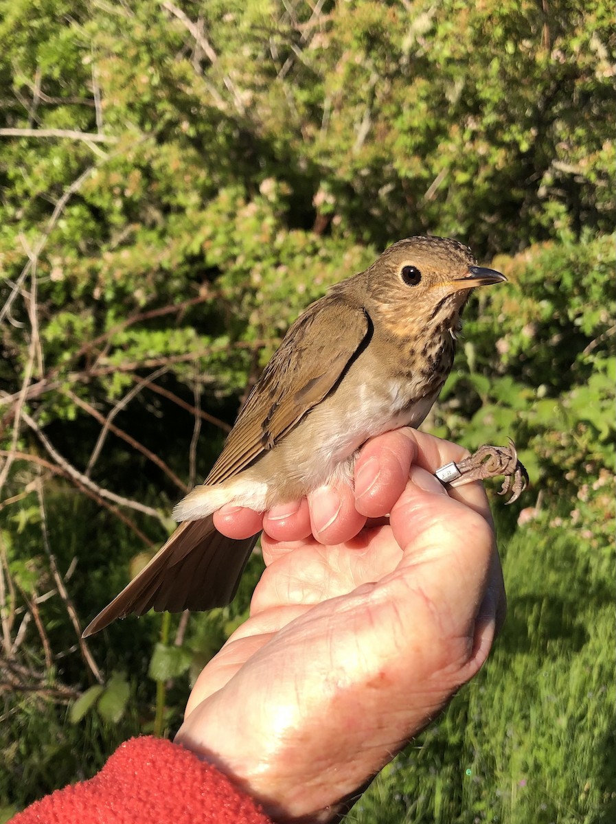 Swainson's Thrush - ML619993877