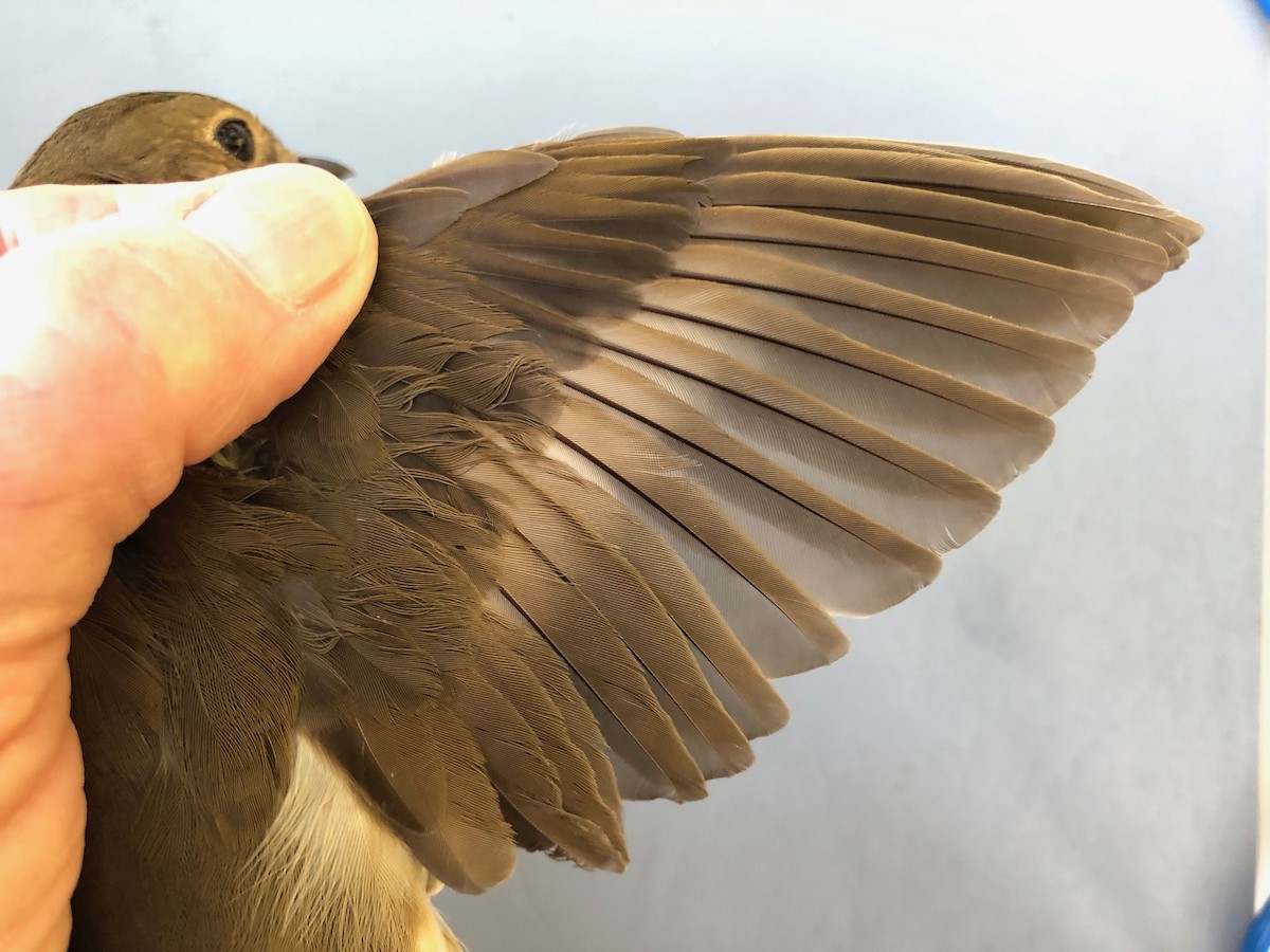 Swainson's Thrush - ML619993893