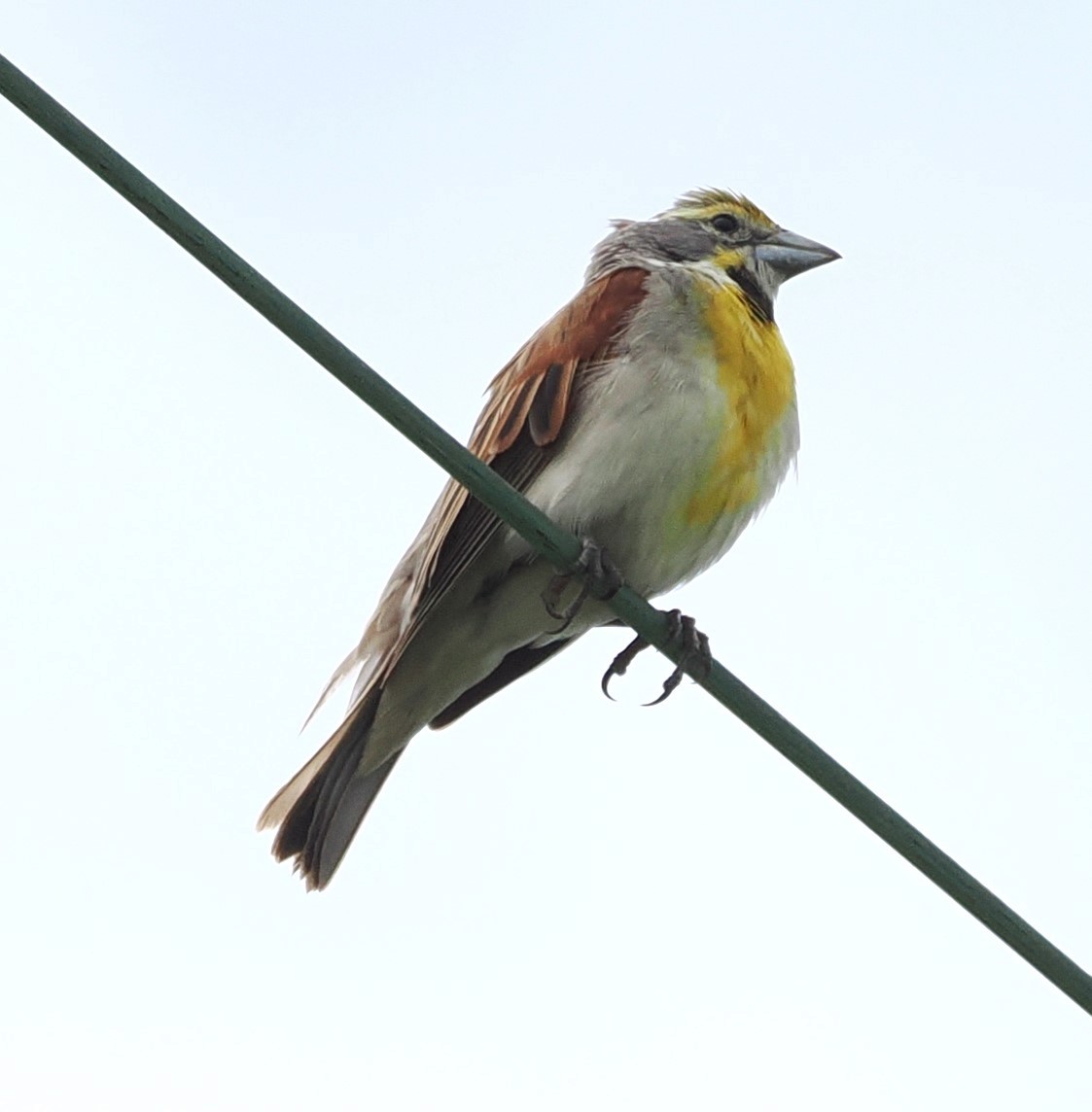 Dickcissel d'Amérique - ML619993895