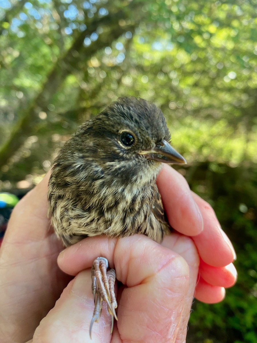 Song Sparrow - ML619993903