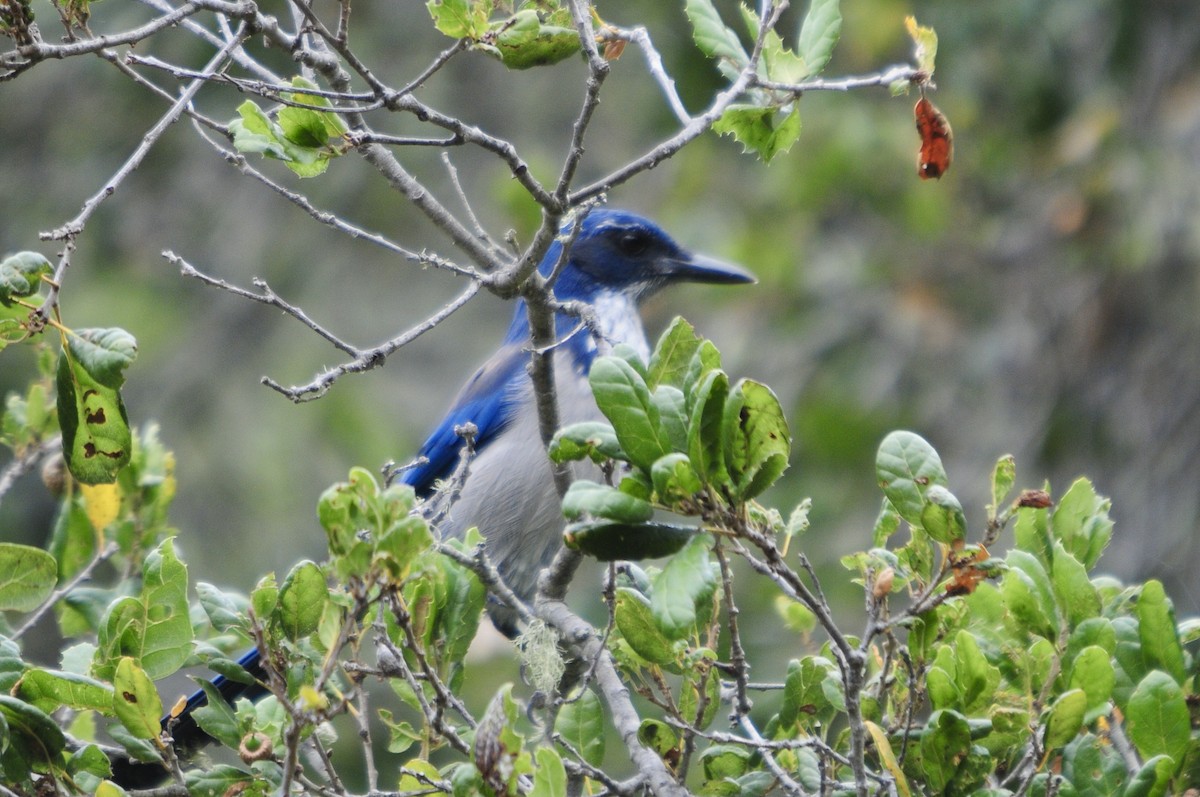 Island Scrub-Jay - ML619993910