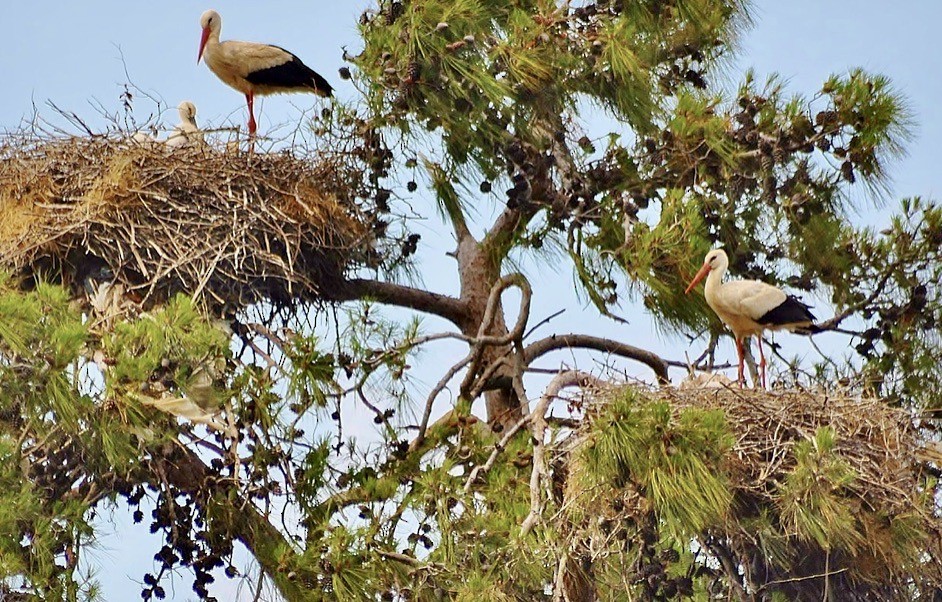 White Stork - ML619993926