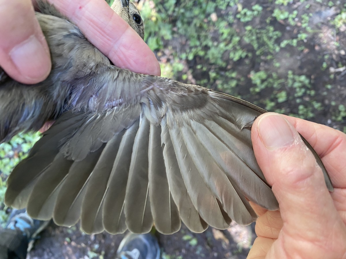 Brown-headed Cowbird - ML619993934