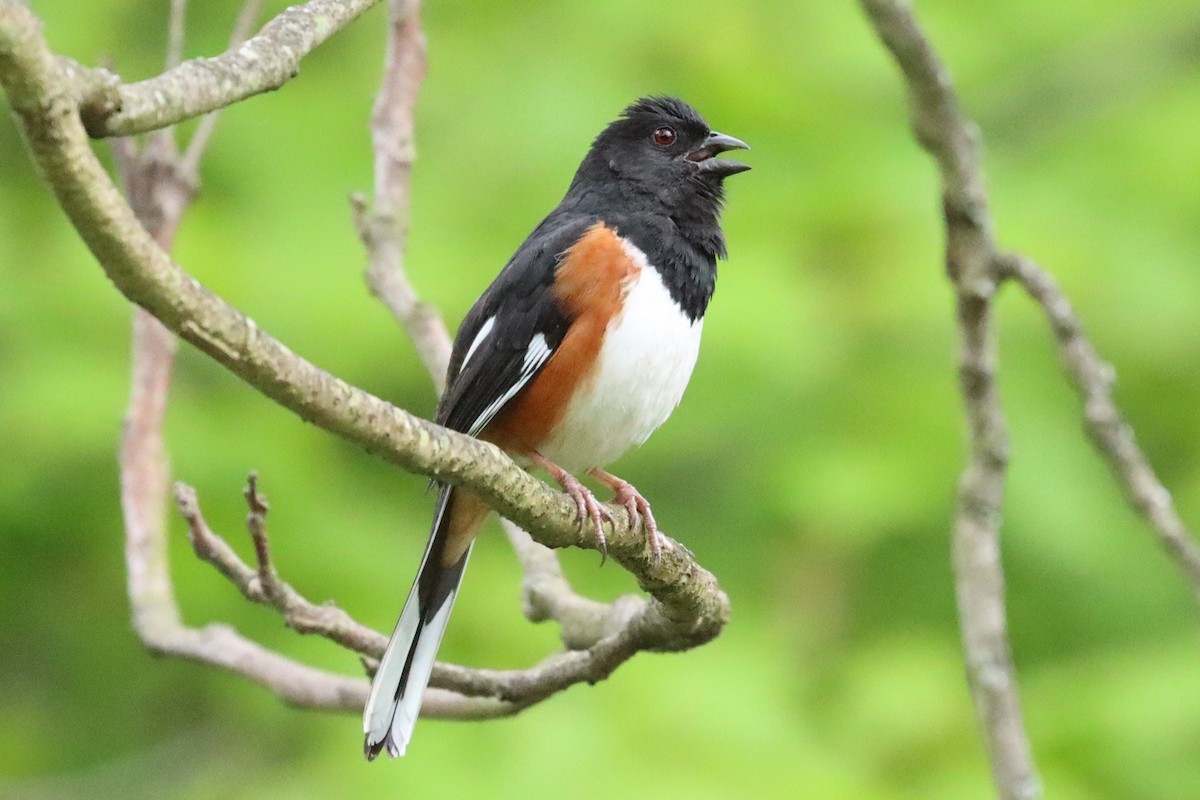 Eastern Towhee - ML619993939