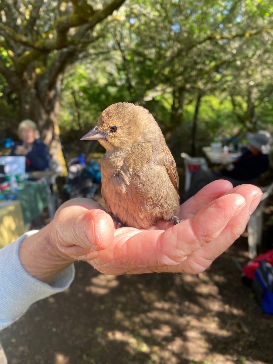 Brown-headed Cowbird - ML619993940