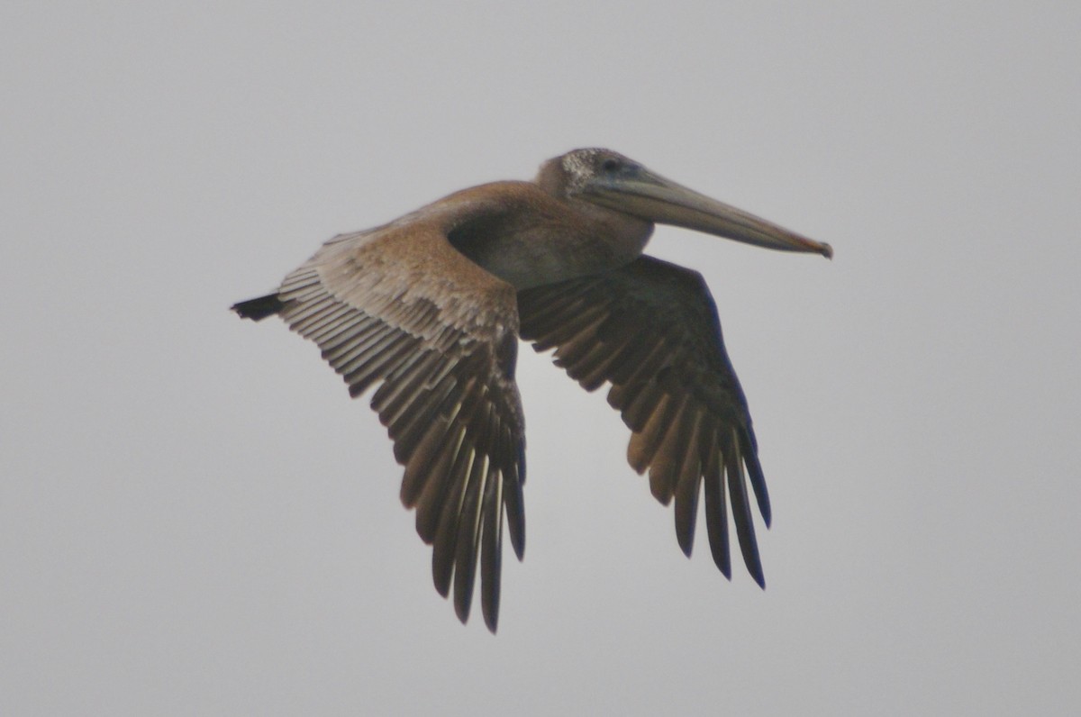 Brown Pelican - ML619993941