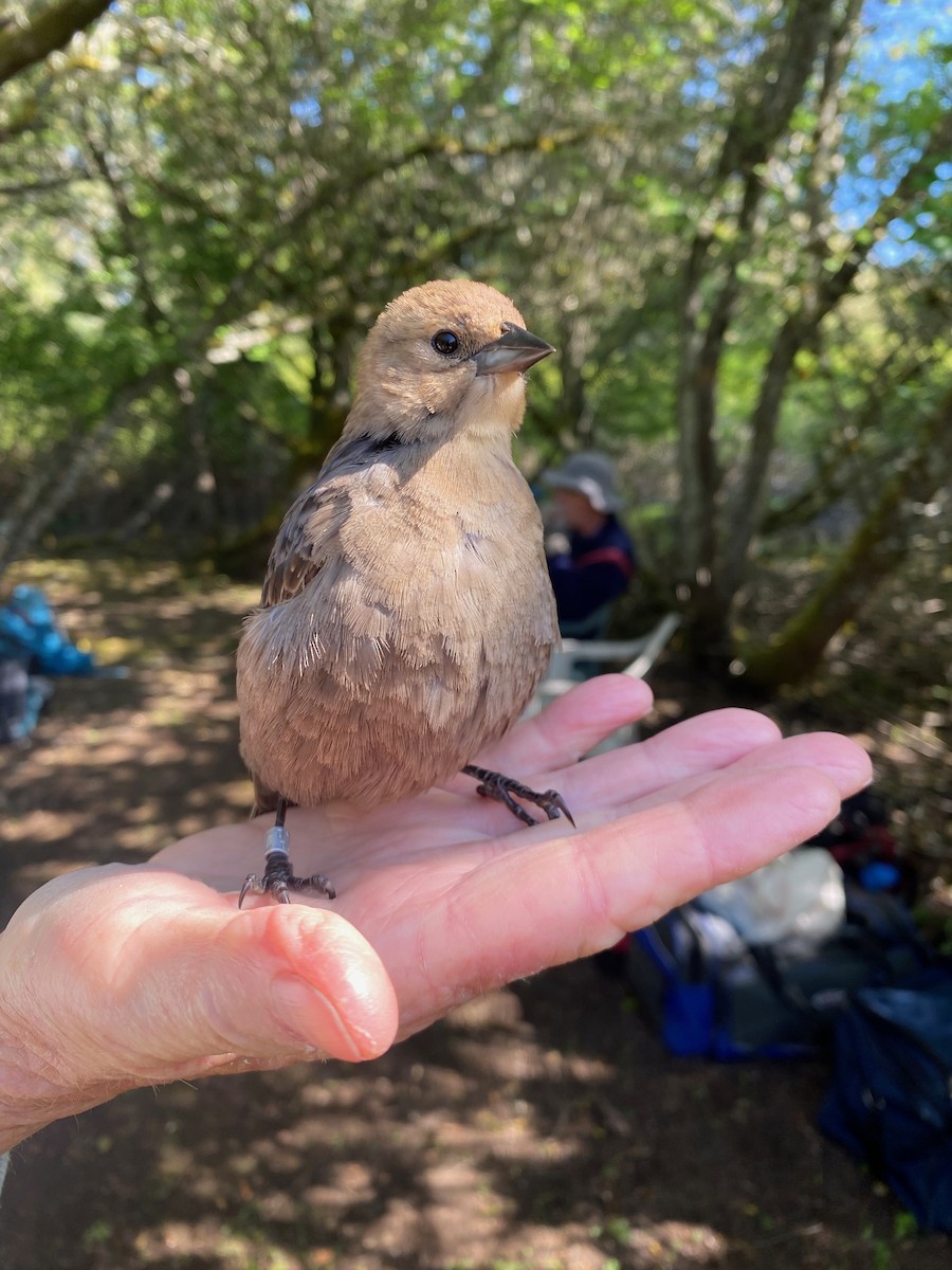 Brown-headed Cowbird - ML619993948