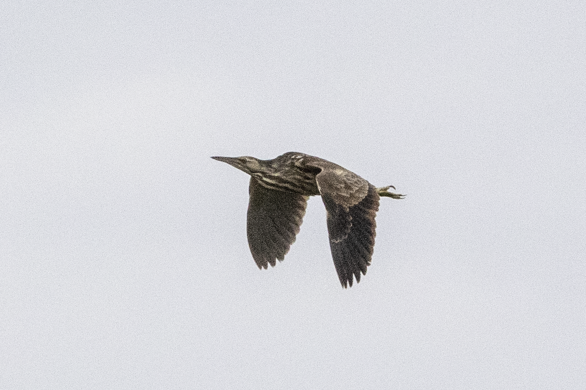 American Bittern - ML619993955