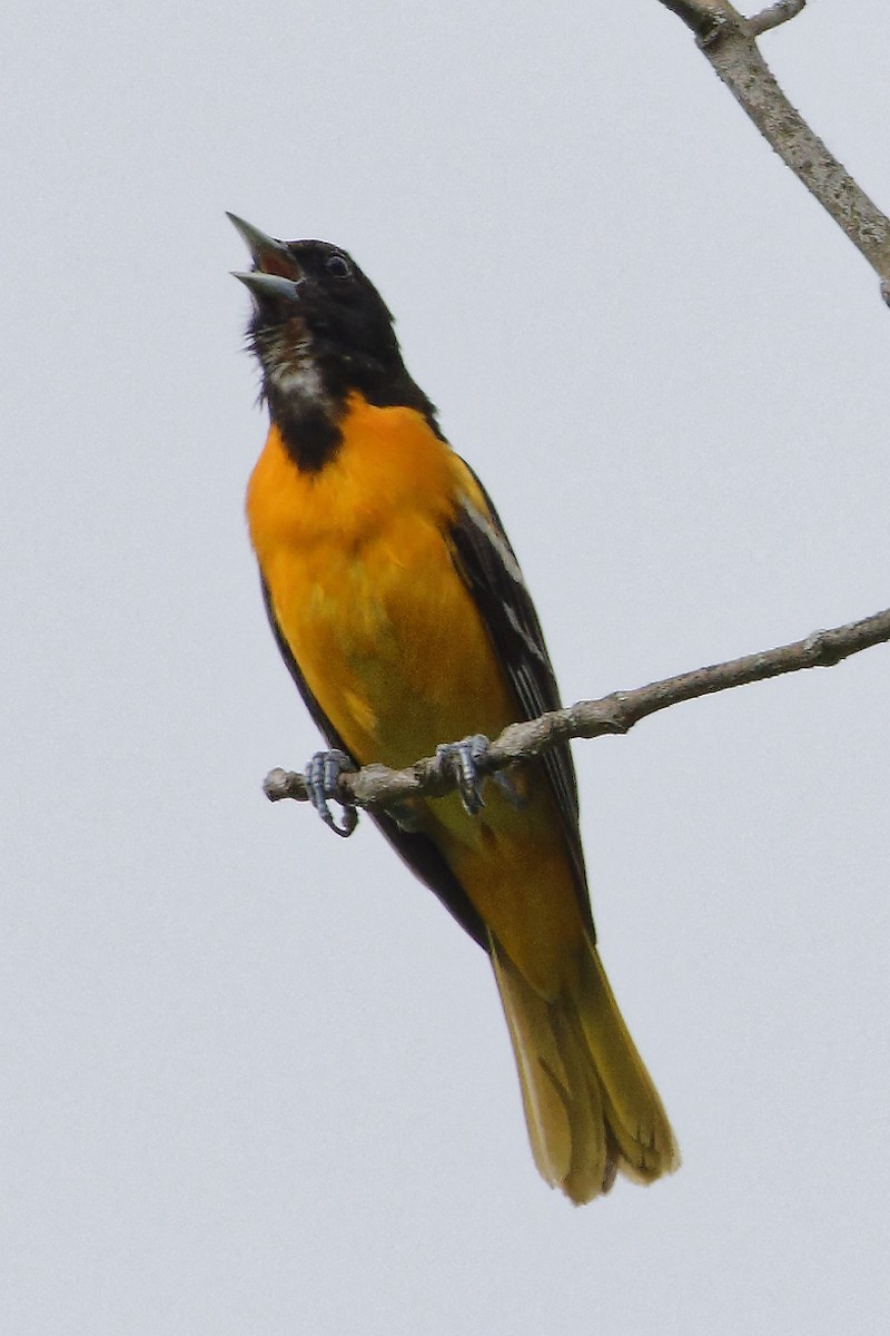 Baltimore Oriole - ML619993958