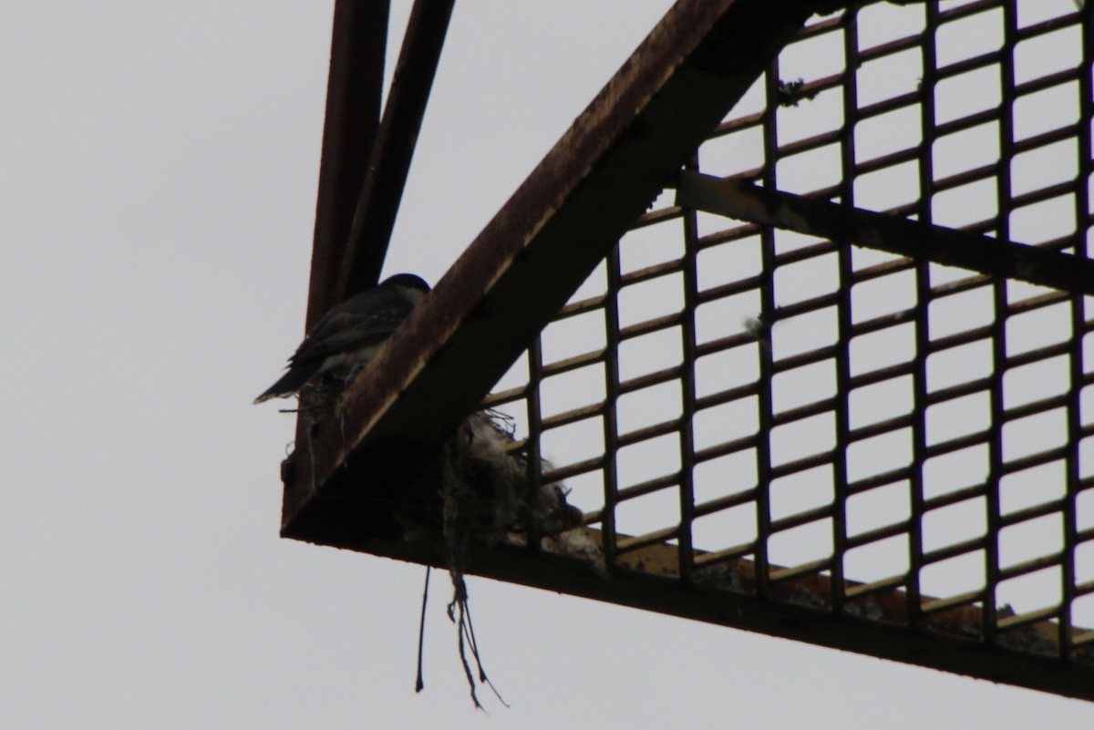 Eastern Kingbird - ML619993962