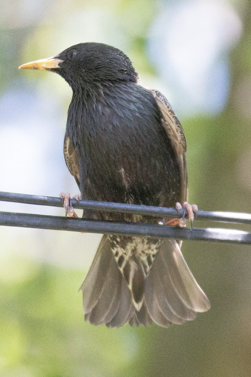 European Starling - ML619993965