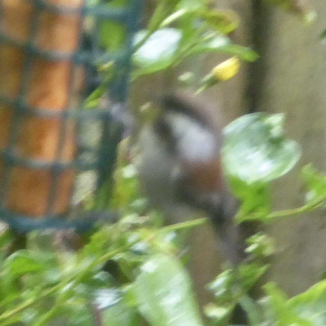 Chestnut-backed Chickadee - ML619993967