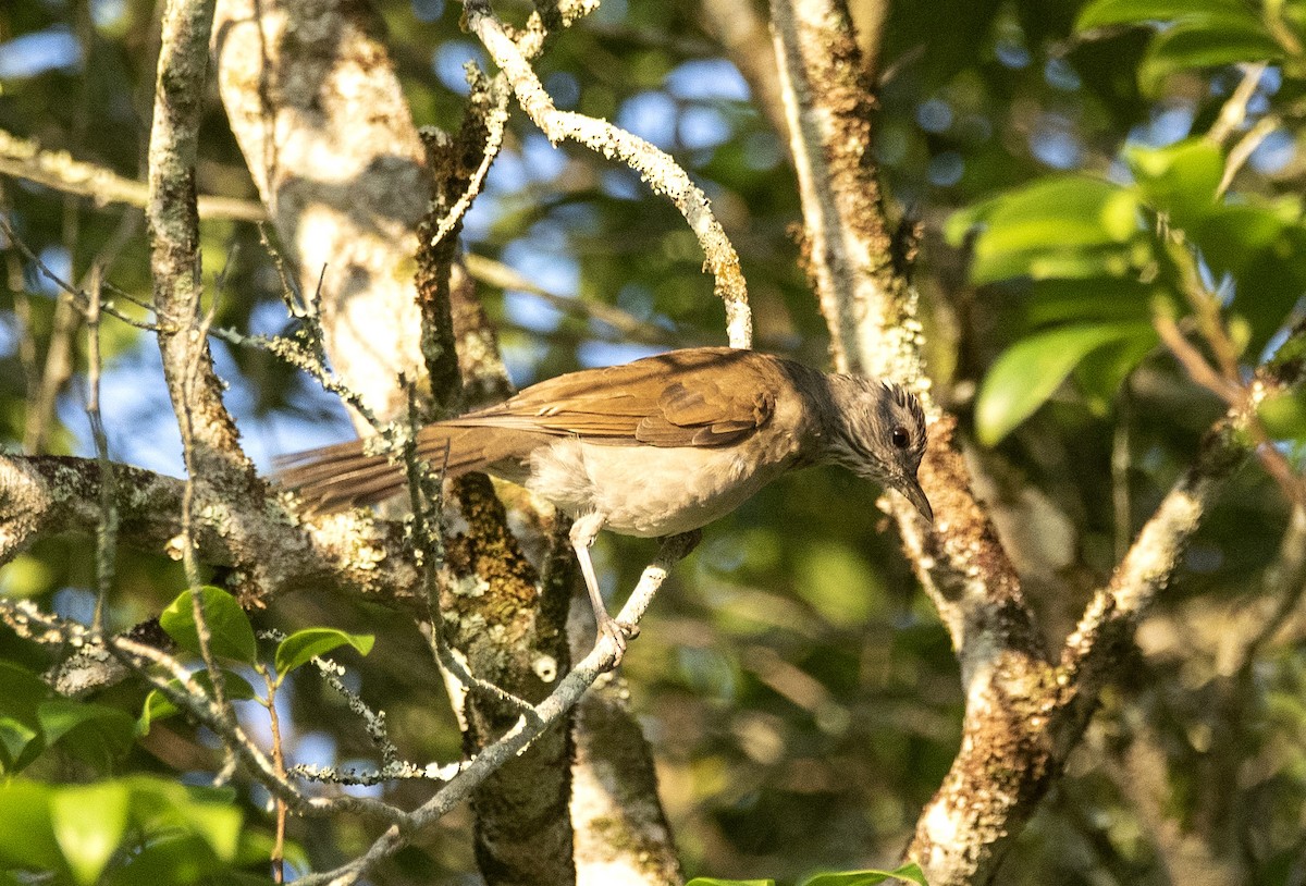 Pale-breasted Thrush - ML619993972
