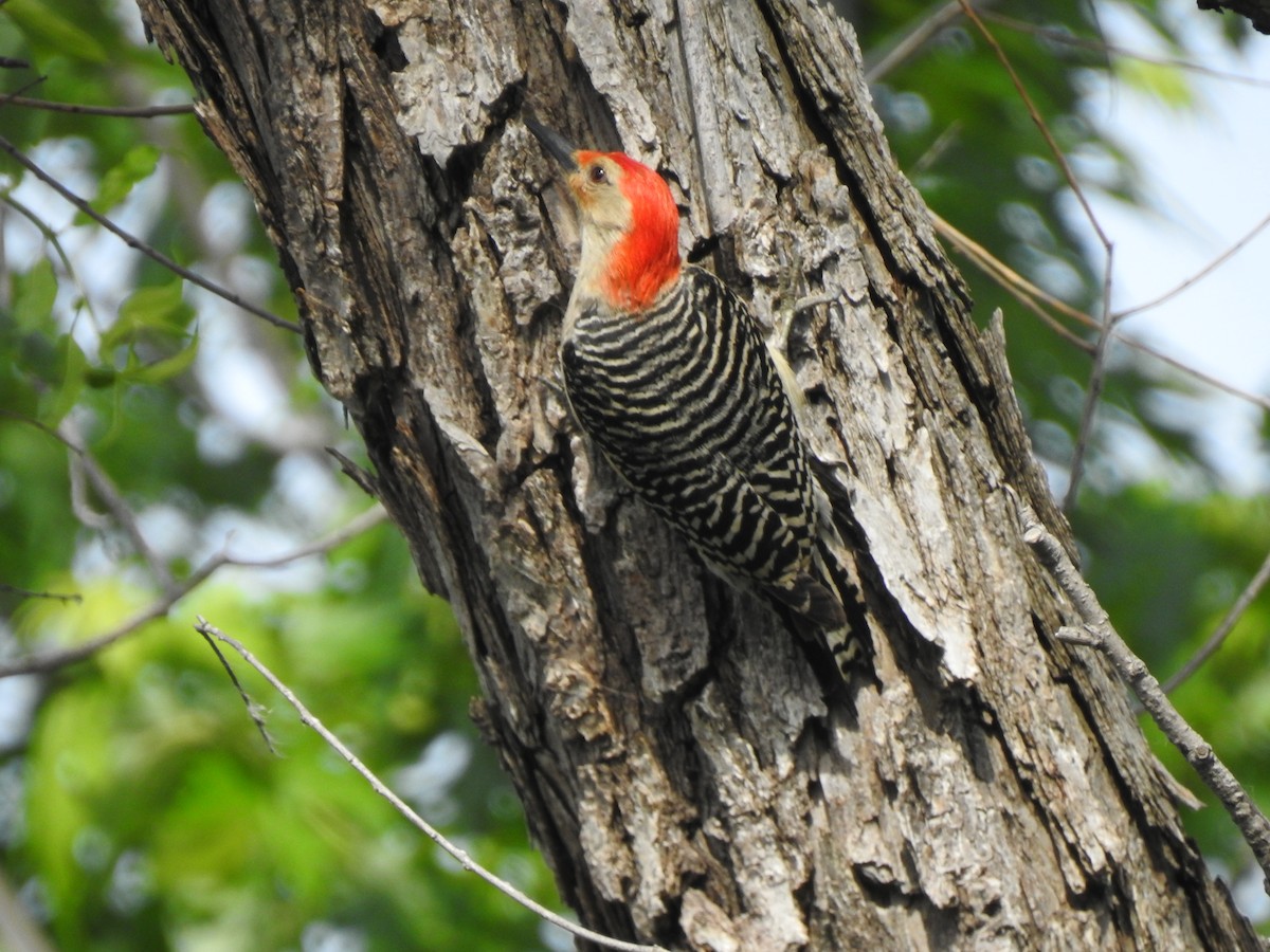 Red-bellied Woodpecker - ML619993979