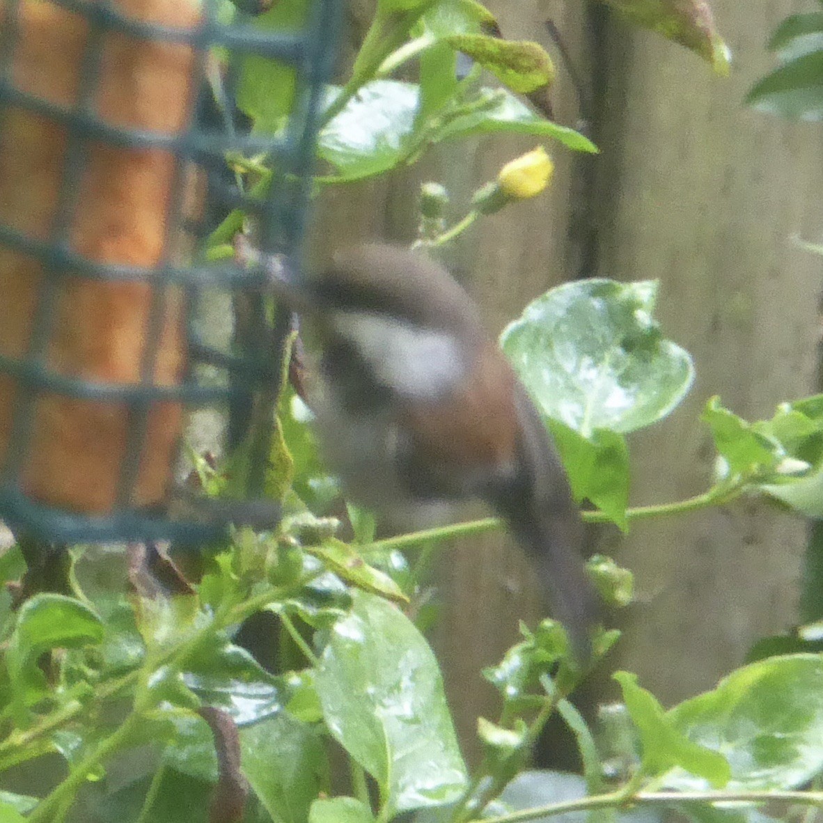 Chestnut-backed Chickadee - ML619993980