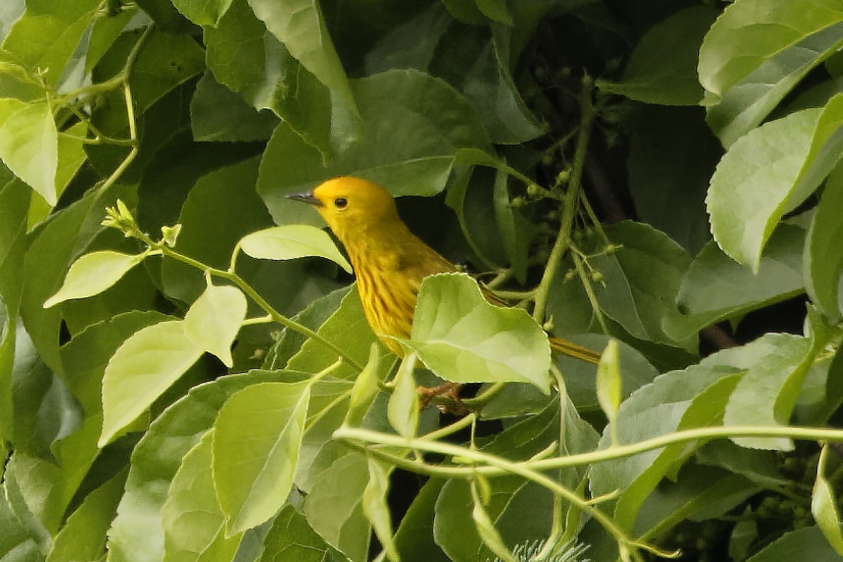 Paruline jaune - ML619993982