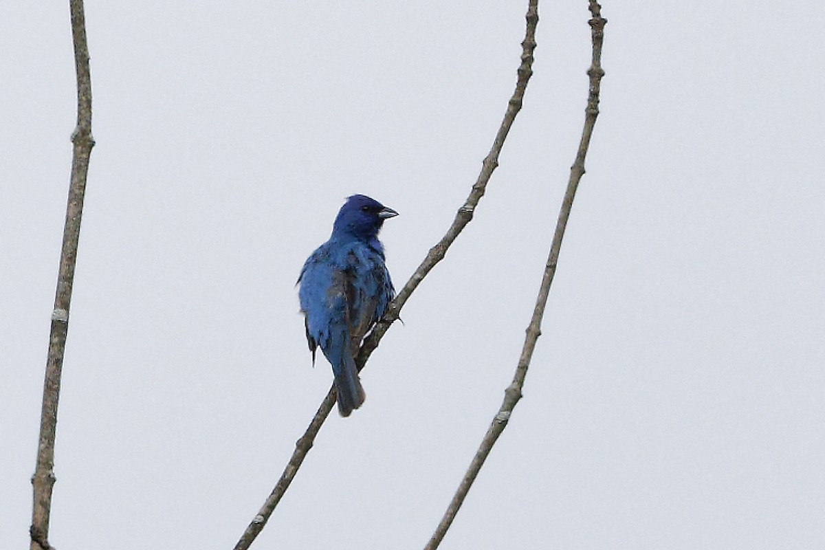 Indigo Bunting - ML619993992