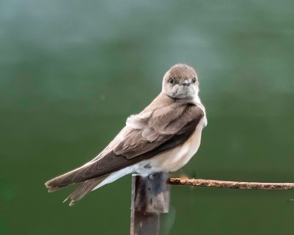 Northern Rough-winged Swallow - ML619993998