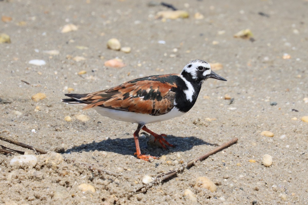 Ruddy Turnstone - ML619994009