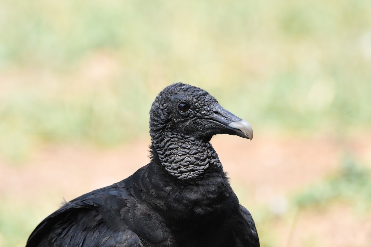 Black Vulture - ML619994015