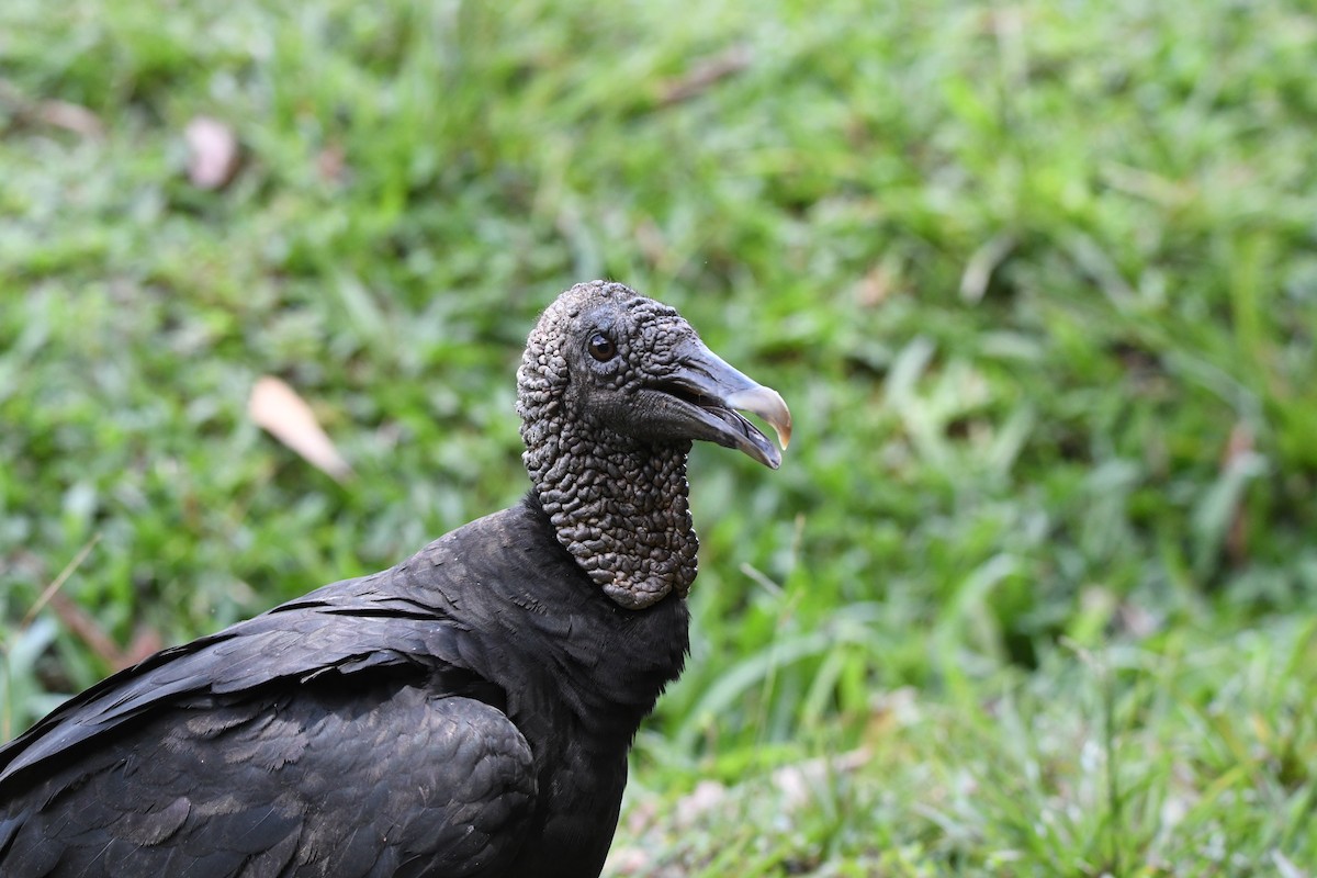 Black Vulture - ML619994018