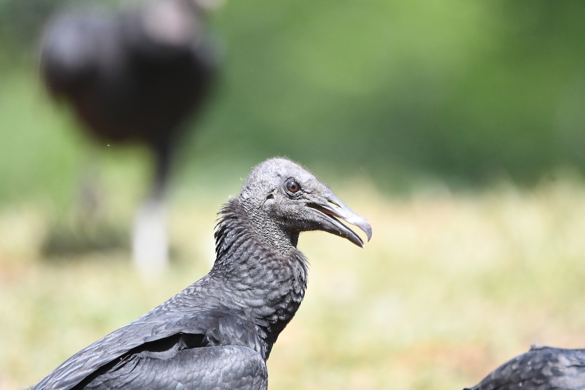 Black Vulture - ML619994019