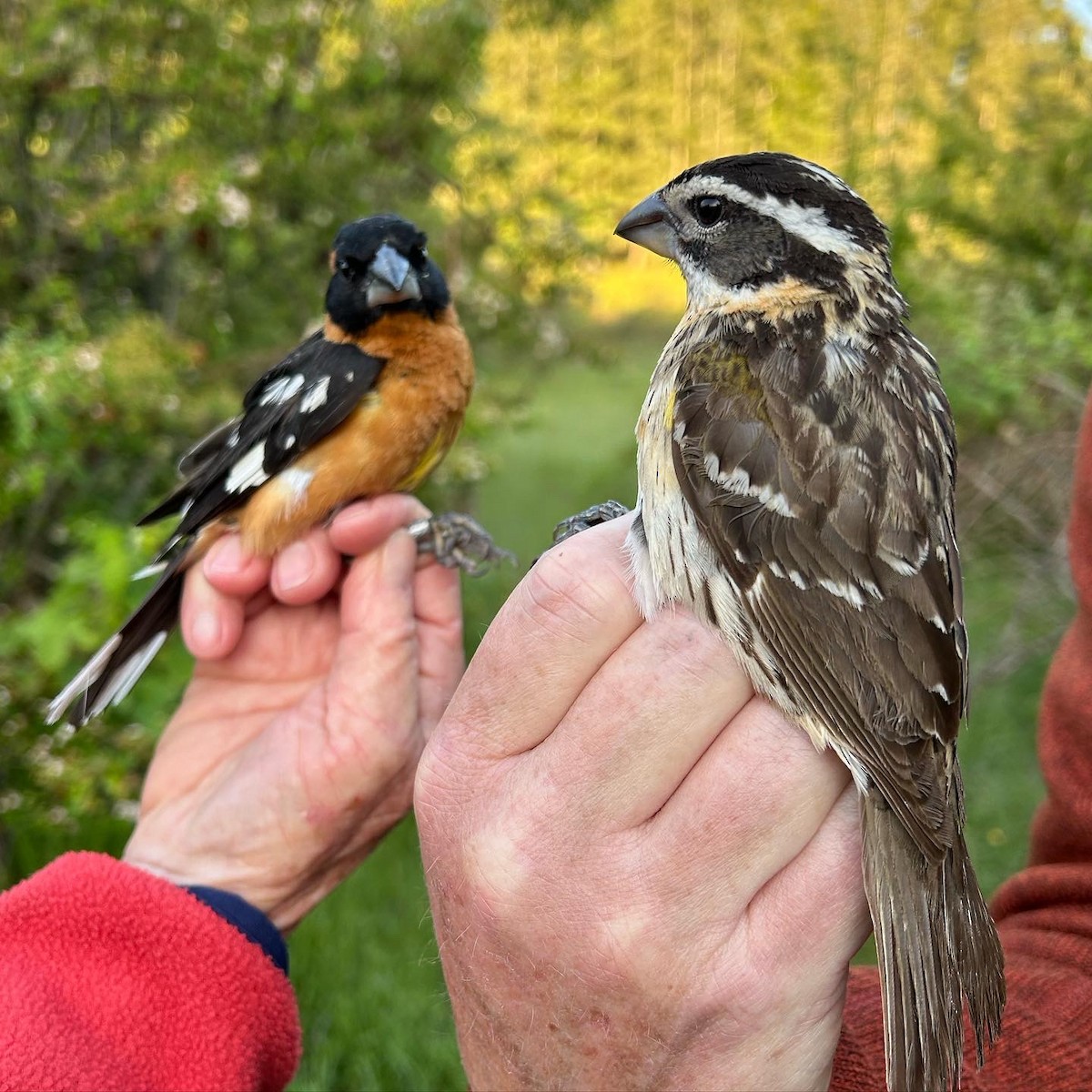 Black-headed Grosbeak - ML619994026