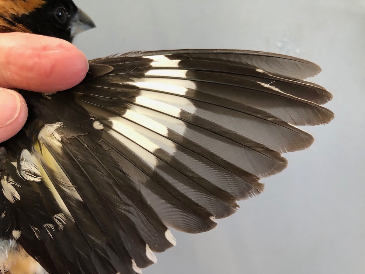 Black-headed Grosbeak - ML619994028