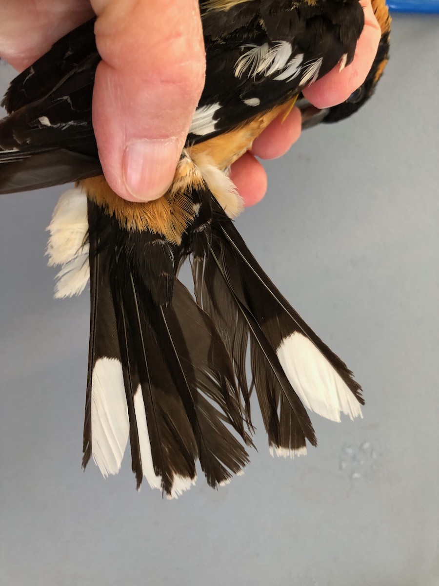 Black-headed Grosbeak - ML619994029