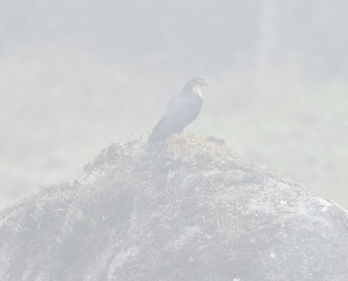 Sharp-shinned Hawk - ML619994032