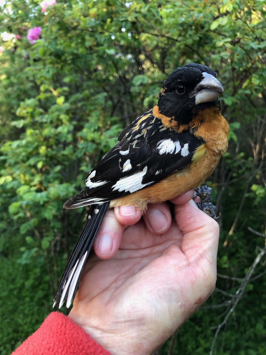 Black-headed Grosbeak - ML619994033