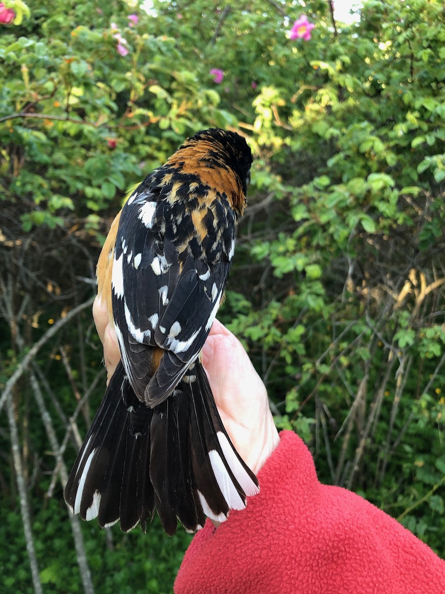 Black-headed Grosbeak - ML619994038