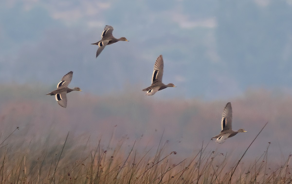 Yellow-billed Pintail - ML619994042