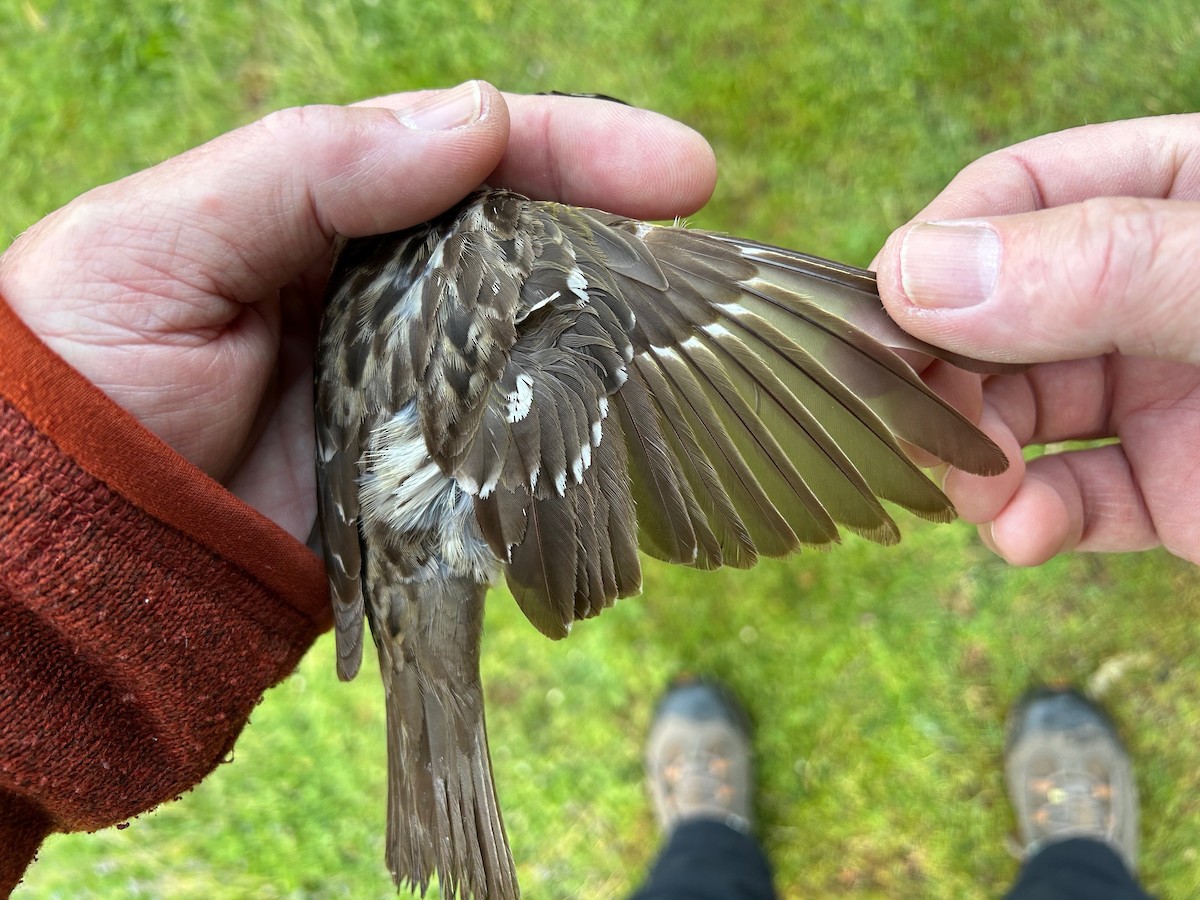 Black-headed Grosbeak - ML619994046