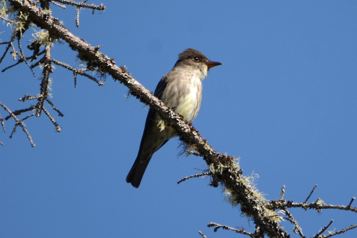 Olive-sided Flycatcher - Steve Mierzykowski