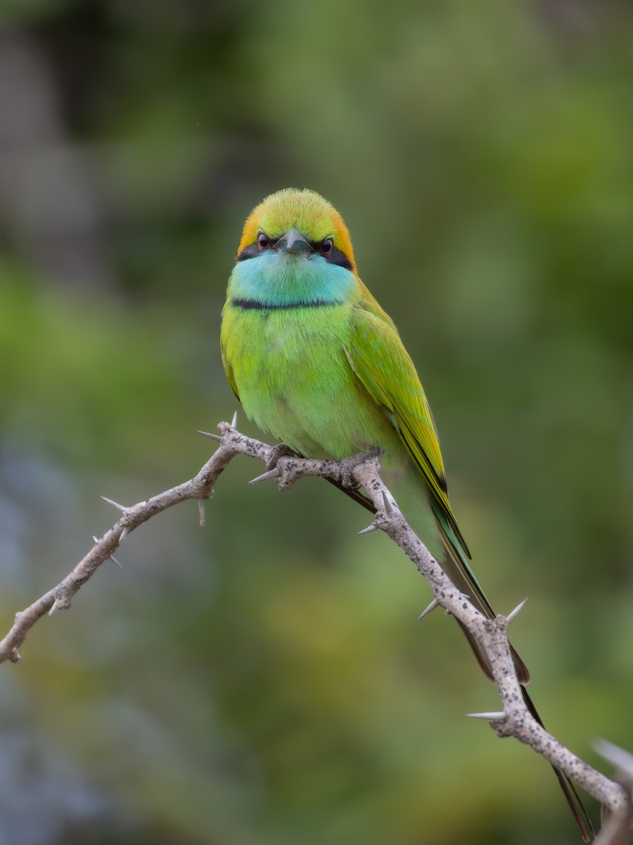 Asian Green Bee-eater - ML619994071