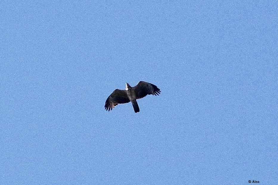 Oriental Honey-buzzard - ML619994075