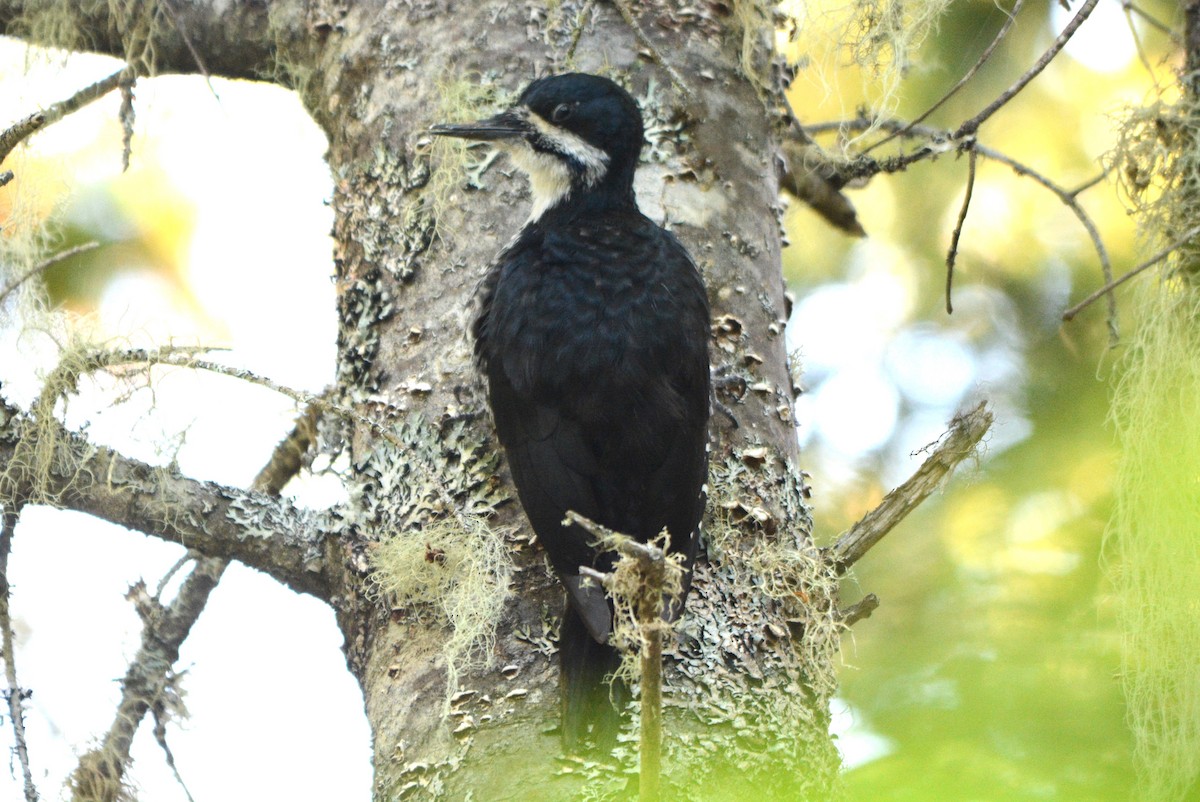 Black-backed Woodpecker - ML619994081