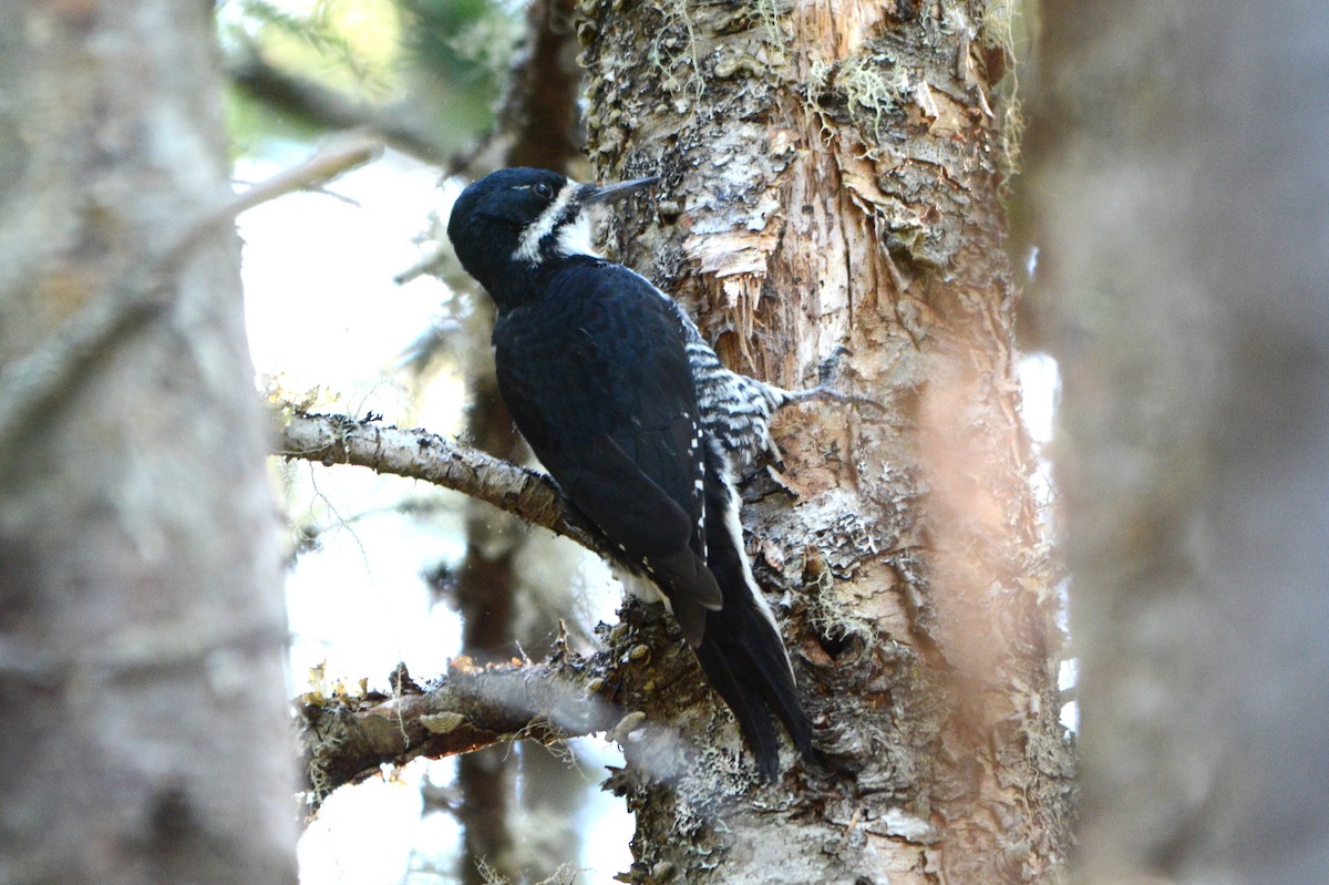 Black-backed Woodpecker - ML619994099