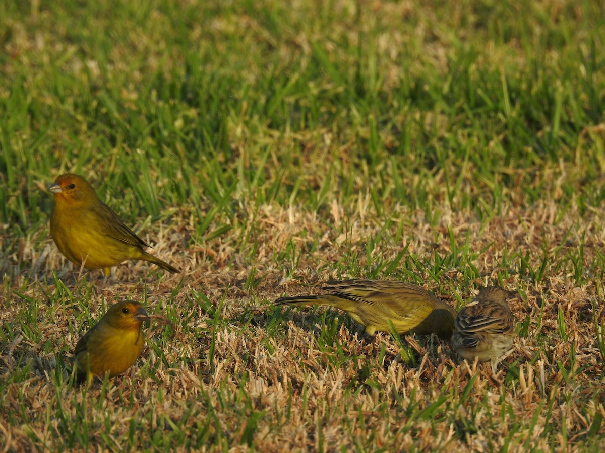 Saffron Finch - ML619994107