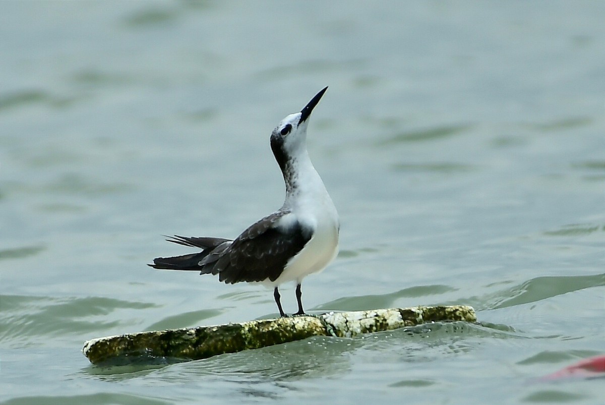 Bridled Tern - ML619994115