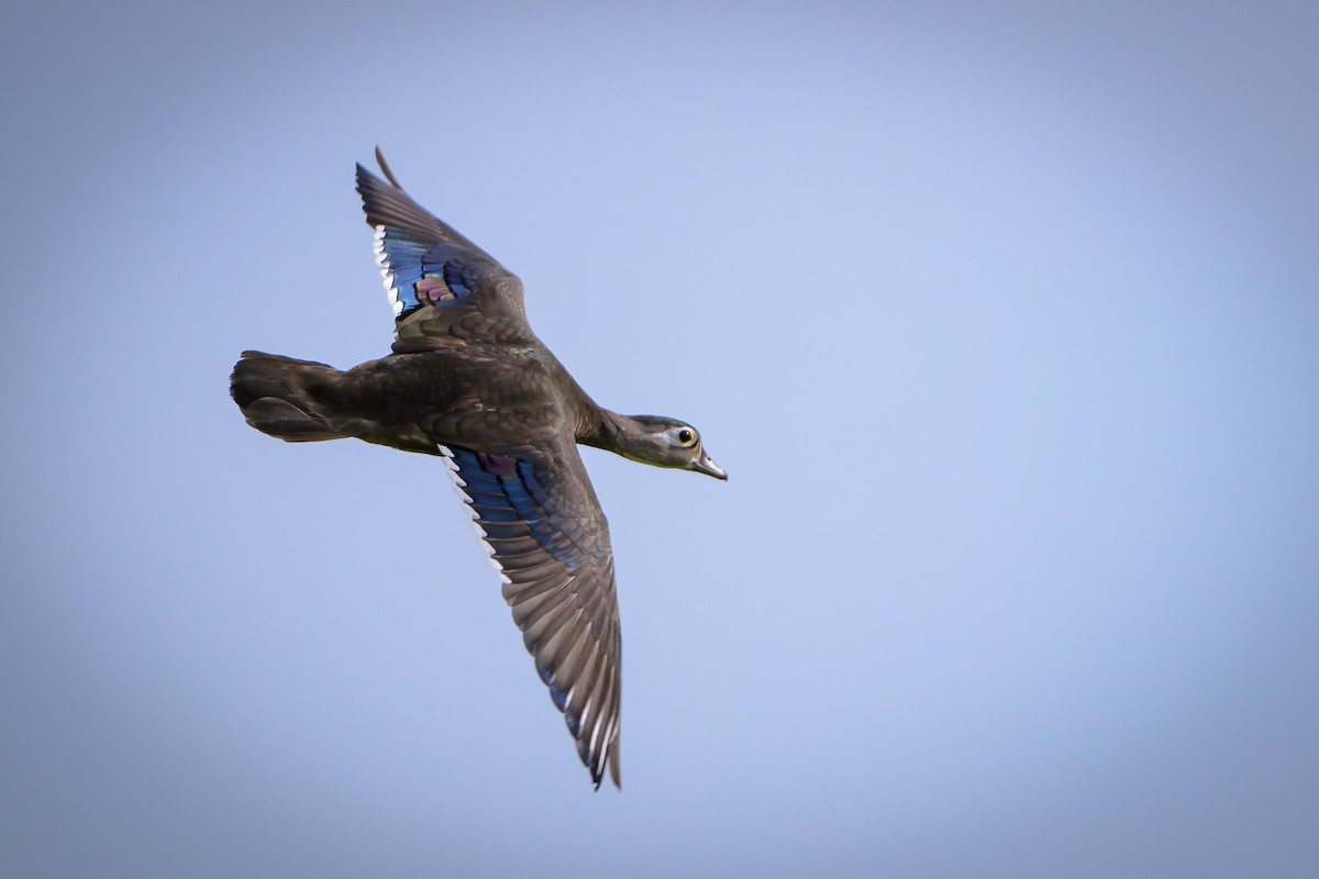 Wood Duck - ML619994117