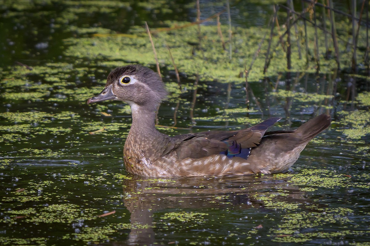 Wood Duck - Graham Gerdeman