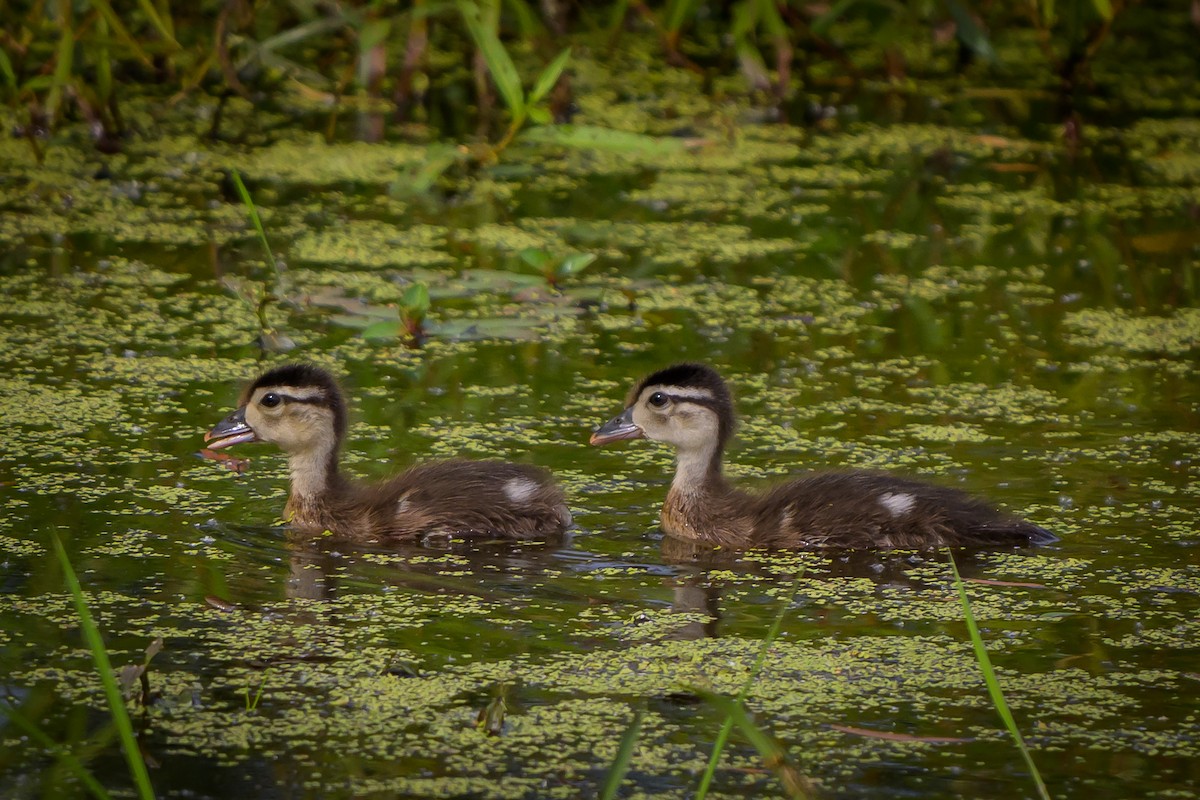 Wood Duck - ML619994119