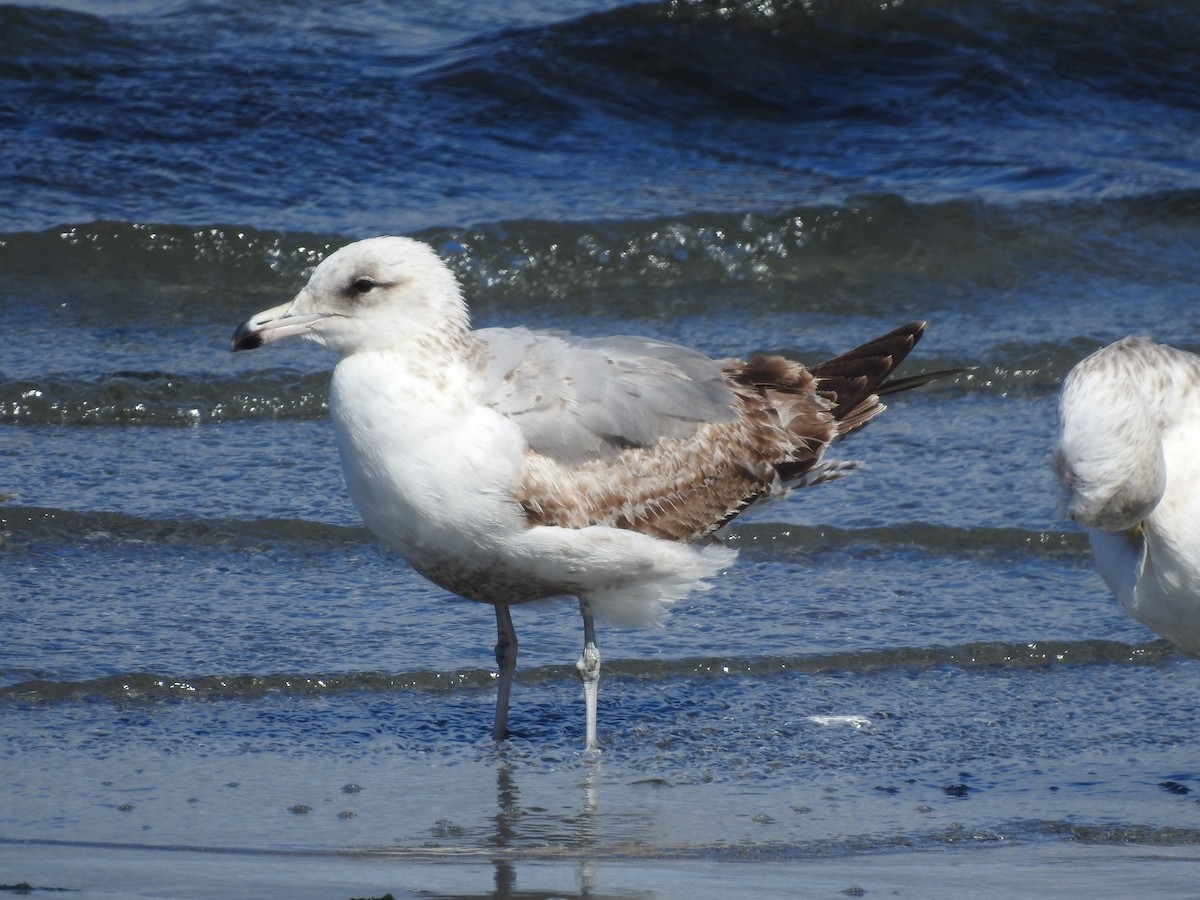 California Gull - ML619994120