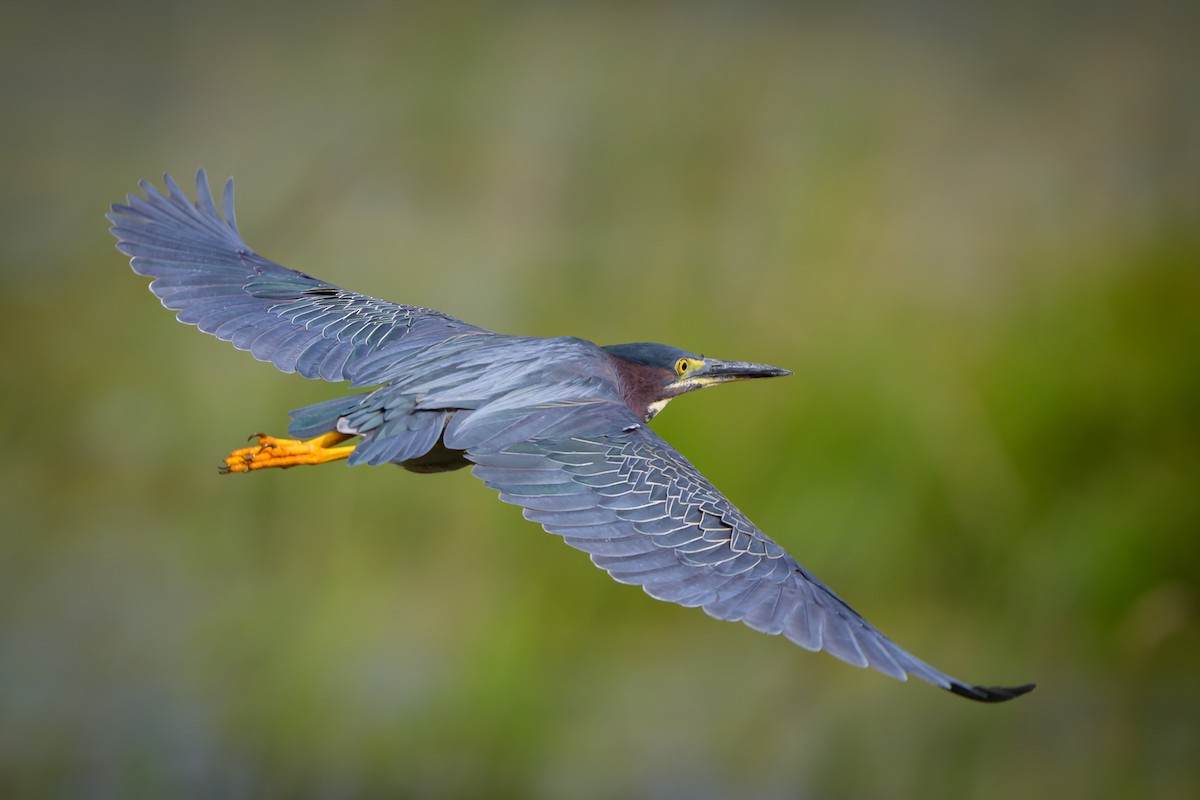 Green Heron - ML619994128